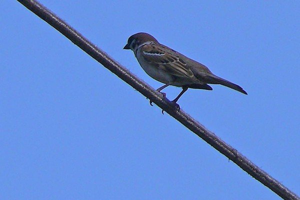 对角线是什么意思图解