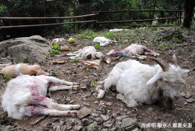 4头羊换8条人命！怀疑堂叔毒了自家羊，兄弟俩连杀八人，结果如何？