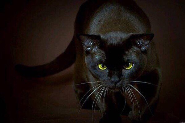 在农村，守夜时为什么不让猫靠近尸体，会发生什么？