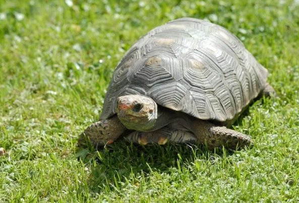 动物福利包括哪些内容？