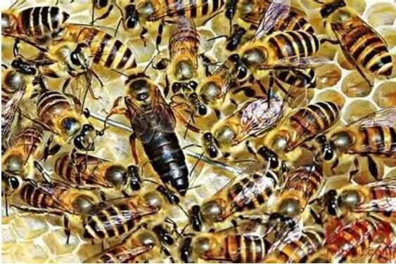 蜂王挂了，蜂群还会存在吗？