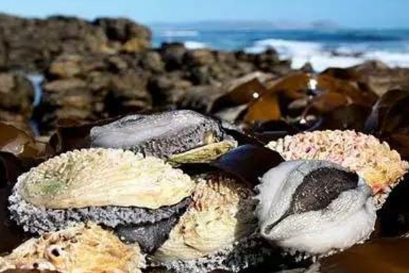 鲍鱼几个头的最好？