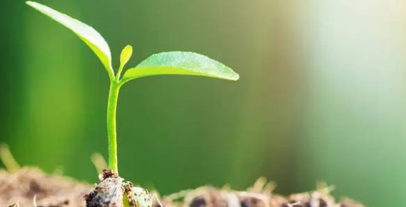 什么嫩芽，如何填写？