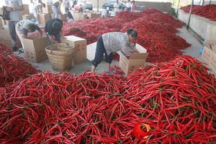 全国最大的辣椒交易市场在哪里？其火爆程度是怎样的？