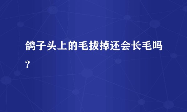 鸽子头上的毛拔掉还会长毛吗?