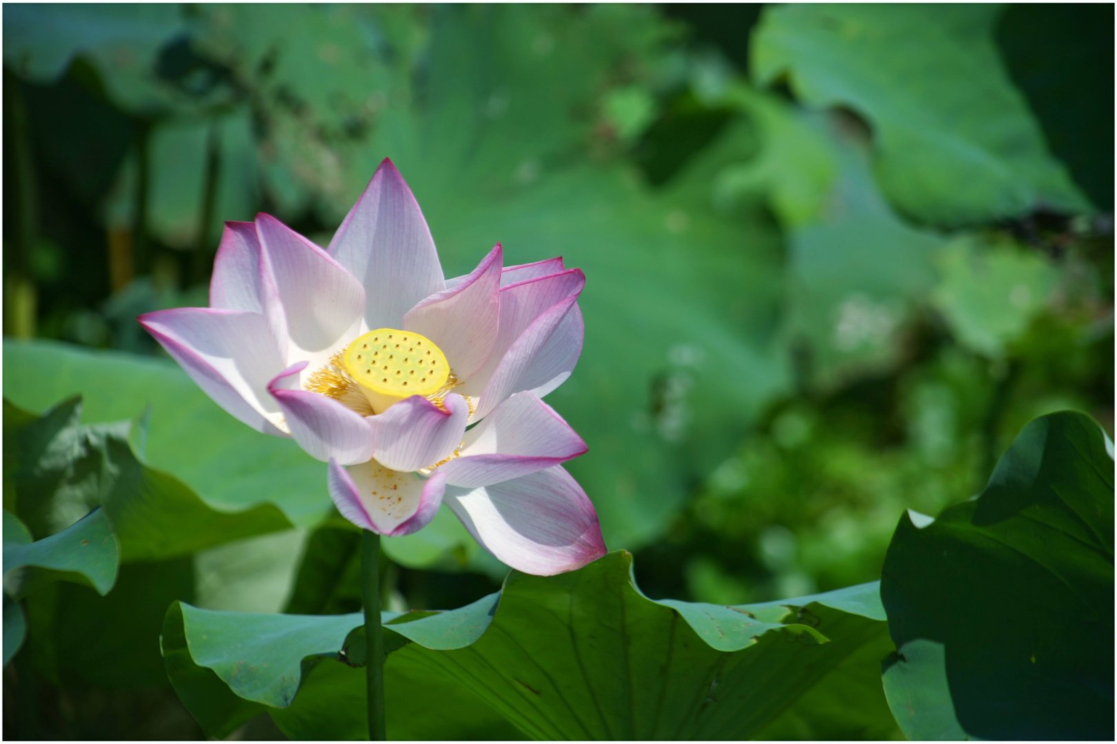 为什么大家都觉得夏天美好?你期待的夏天是什么样子?