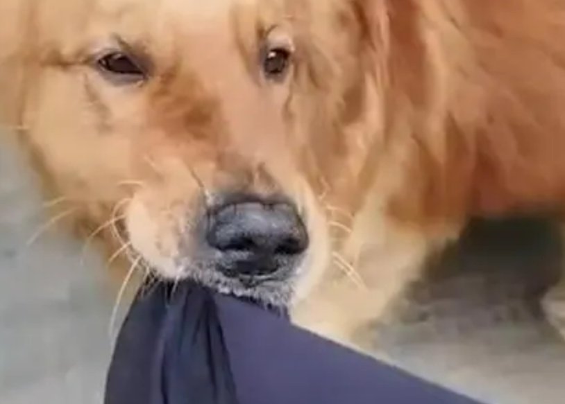 生脱死拽的意思