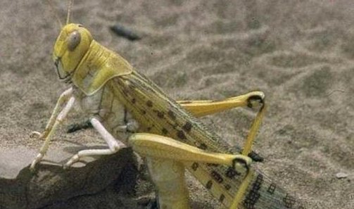 非洲沙漠蝗能吃吗