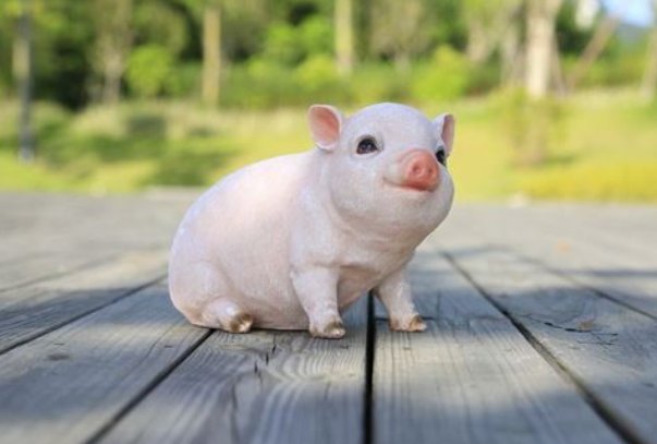 凤头猪肚,是什么生肖