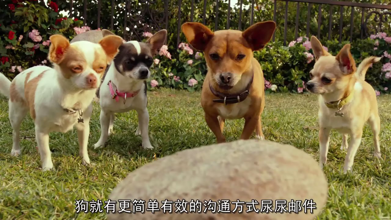 比佛利拜金狗3的介绍