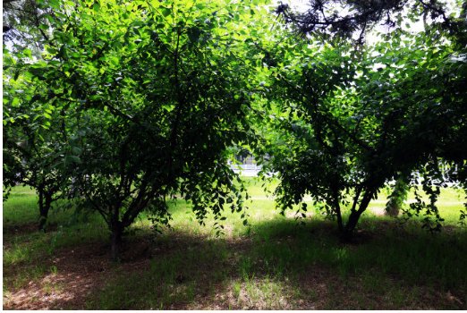 小树林是什么意思？