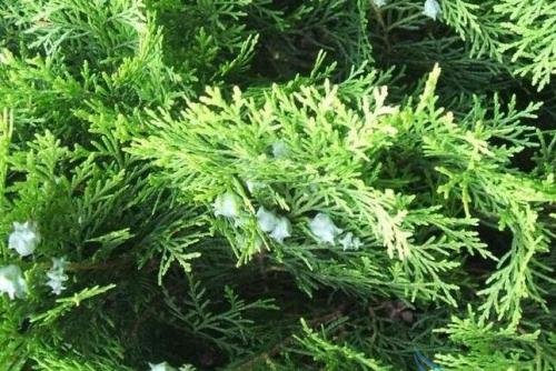 有关侧柏的所有资料！