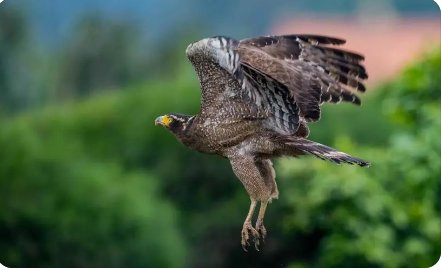 蛇类的十大天敌是什么