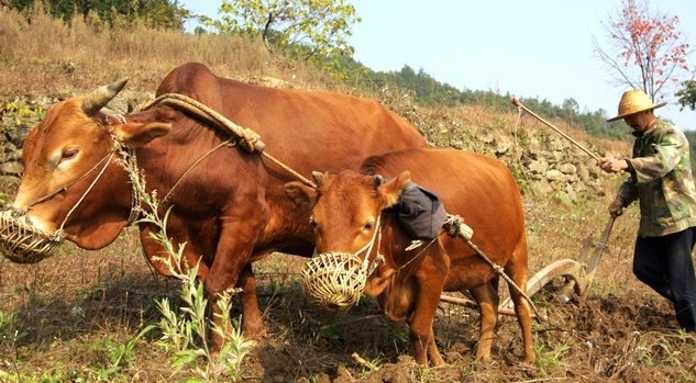 “不须扬鞭自奋蹄”是什么意思？