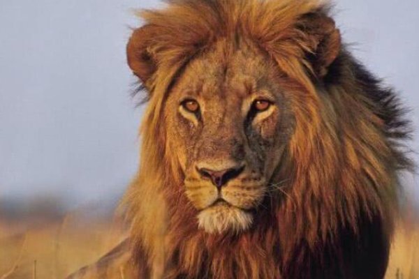 动物界十大霸主