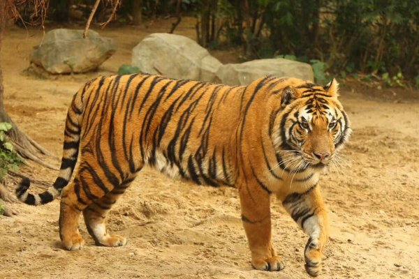 纵虎出匣解释和意思词语