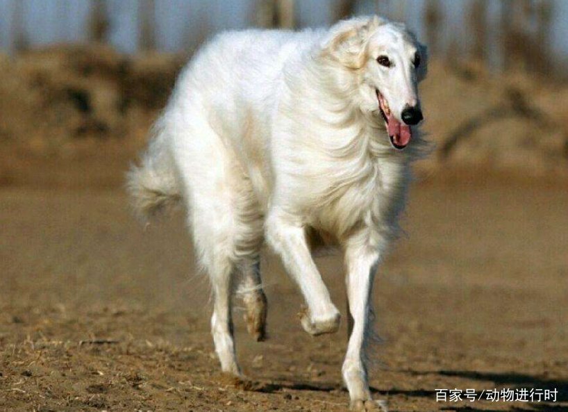世界上跑的速度快的狗有哪些？