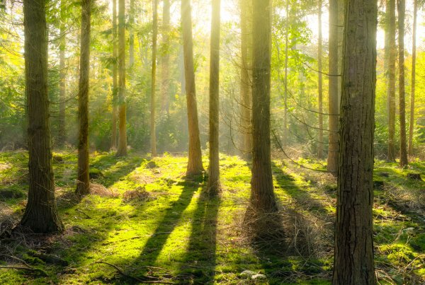 不可计数的读音