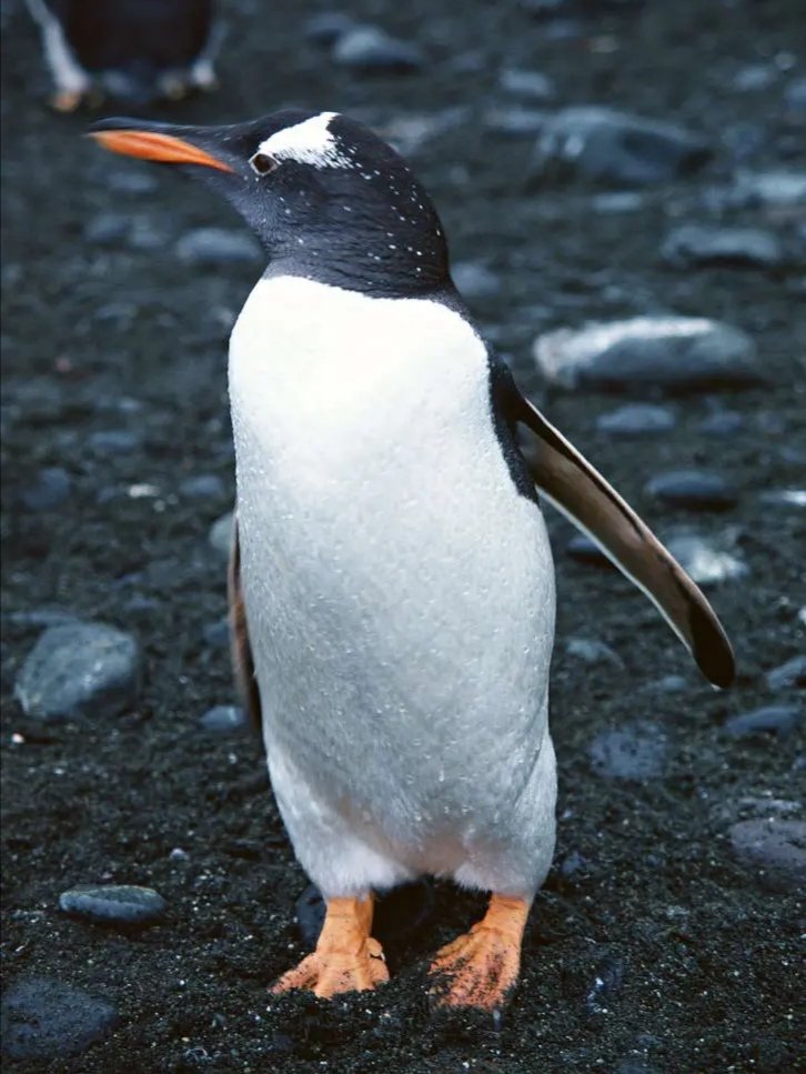 南极企鹅在新西兰上岸，你如何看待这件事？