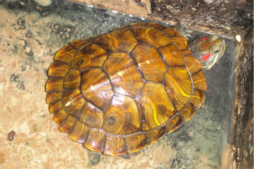 龟字怎么读？？