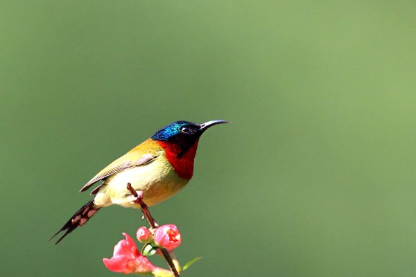 mockingbird什么意思