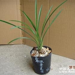 铁骨草的地理分布