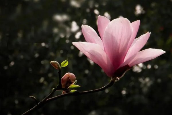 春天花的赞美句子大全