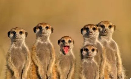 蛇类的十大天敌是什么