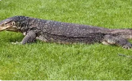 蛇类的十大天敌是什么