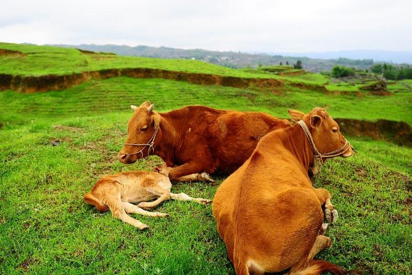 九牛一毛的典故