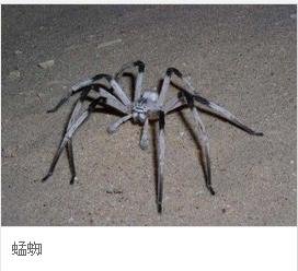 狼蛛大还是蜢蜘大？