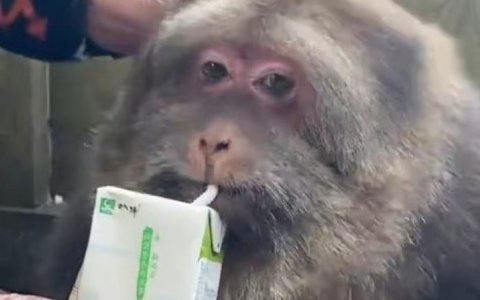 寺庙当家回应师太喂养独臂猴十余年！具体是如何回应的？