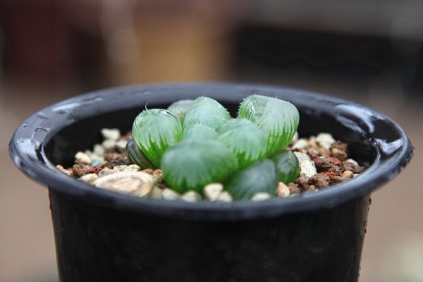 玉露是什么意思