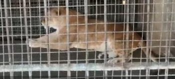 动物园回应金毛入住非洲狮狮笼，为何会发生这样的事情？