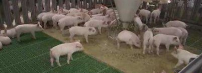 日本已扑杀17万头猪,官方对此有何回应?