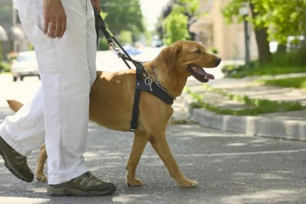 如何做一个合格的“狗语者”，用来训练狗在指定位置排泄呢？