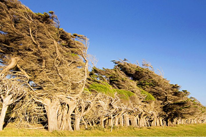 描写刮风的优美句子