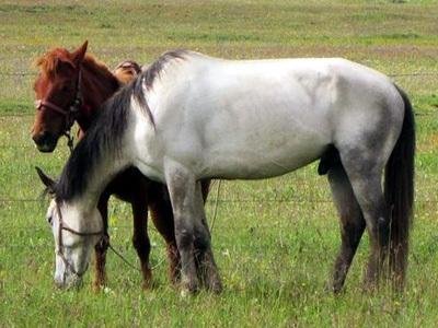 新疆昭苏县素有“天马之乡”美誉，当地最引人注目的是什么？