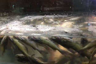 高温停电,塘主数万斤鱼缺氧死亡漂满水面,该如何避免类似事件的发生?