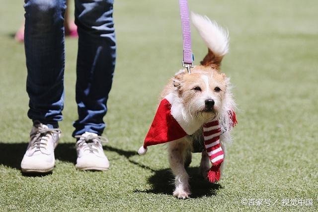 夏天太热，狗狗总是热得直喘可怎么办？