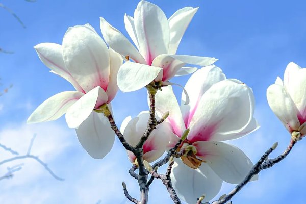 玉兰花的样子,颜色,气味,特点