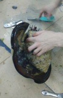 鲎应该怎样烹饪才好吃