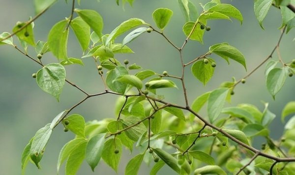 满树星的介绍