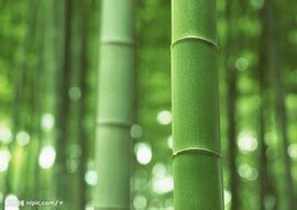 竹子的拼音是什么