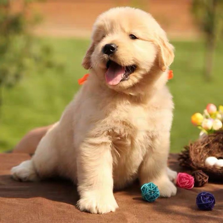 益阳宠物领养中心地址