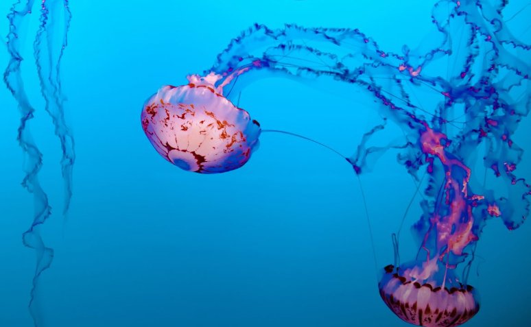 哪种海洋动物没有