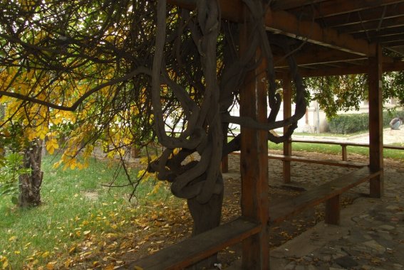 天津中医药大学排名