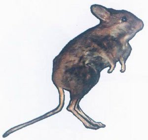 圣诞岛虎头鼠的简介