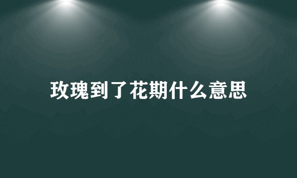 玫瑰到了花期什么意思