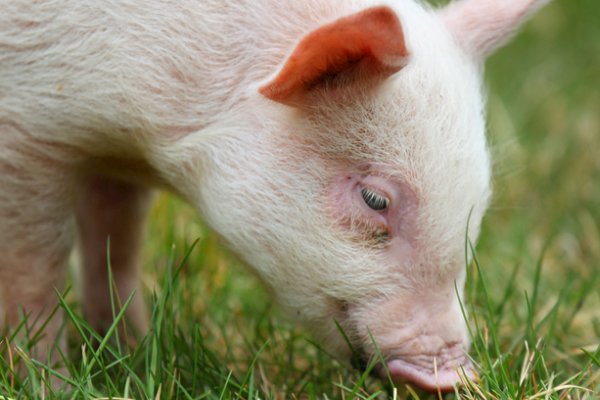 傍门依户打一生肖动物